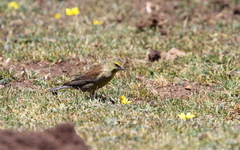Crithagra symonsi