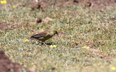 Crithagra symonsi