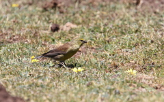 Crithagra symonsi