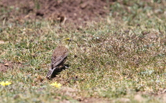 Crithagra symonsi