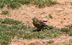 Crithagra symonsi