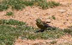 Crithagra symonsi