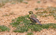 Crithagra symonsi