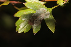 Phyllonorycter corylifoliella