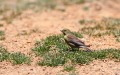 Crithagra symonsi