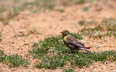 Crithagra symonsi
