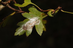Phyllonorycter corylifoliella