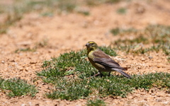 Crithagra symonsi