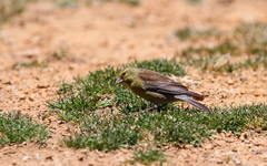 Crithagra symonsi