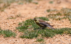 Crithagra symonsi