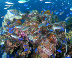 Pterocaesio trilineata