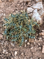 Ptilostemon hispanicus