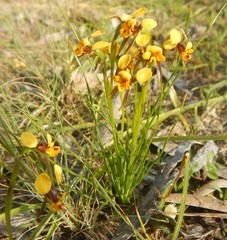 Diuris palustris