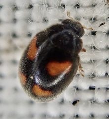 Nephus quadrimaculatus