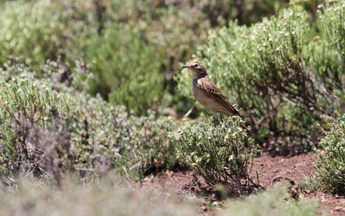 Mountain Pipit (Anthus hoeschi), photo 4