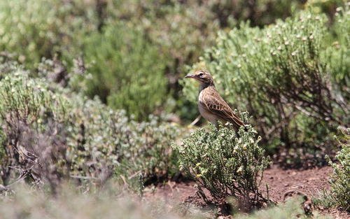 Mountain Pipit (Anthus hoeschi), photo 10