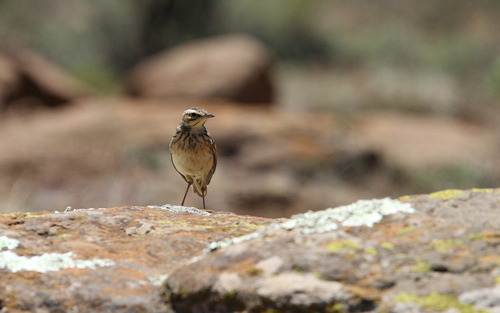 Mountain Pipit (Anthus hoeschi), photo 6