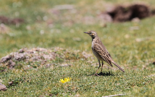 Mountain Pipit (Anthus hoeschi), photo 8