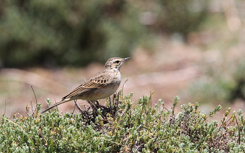 Mountain Pipit (Anthus hoeschi), photo 9
