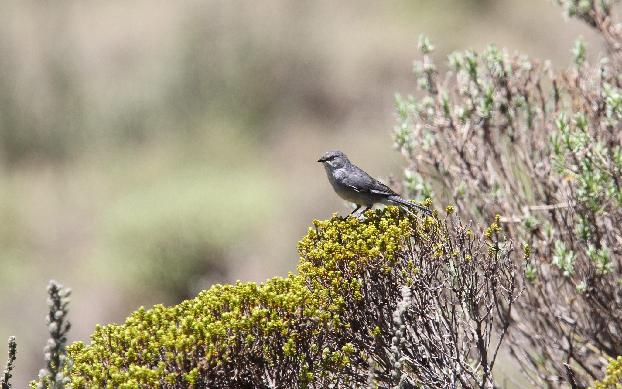 Layard's Warbler illustration