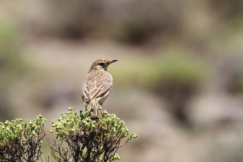 Mountain Pipit (Anthus hoeschi), photo 1