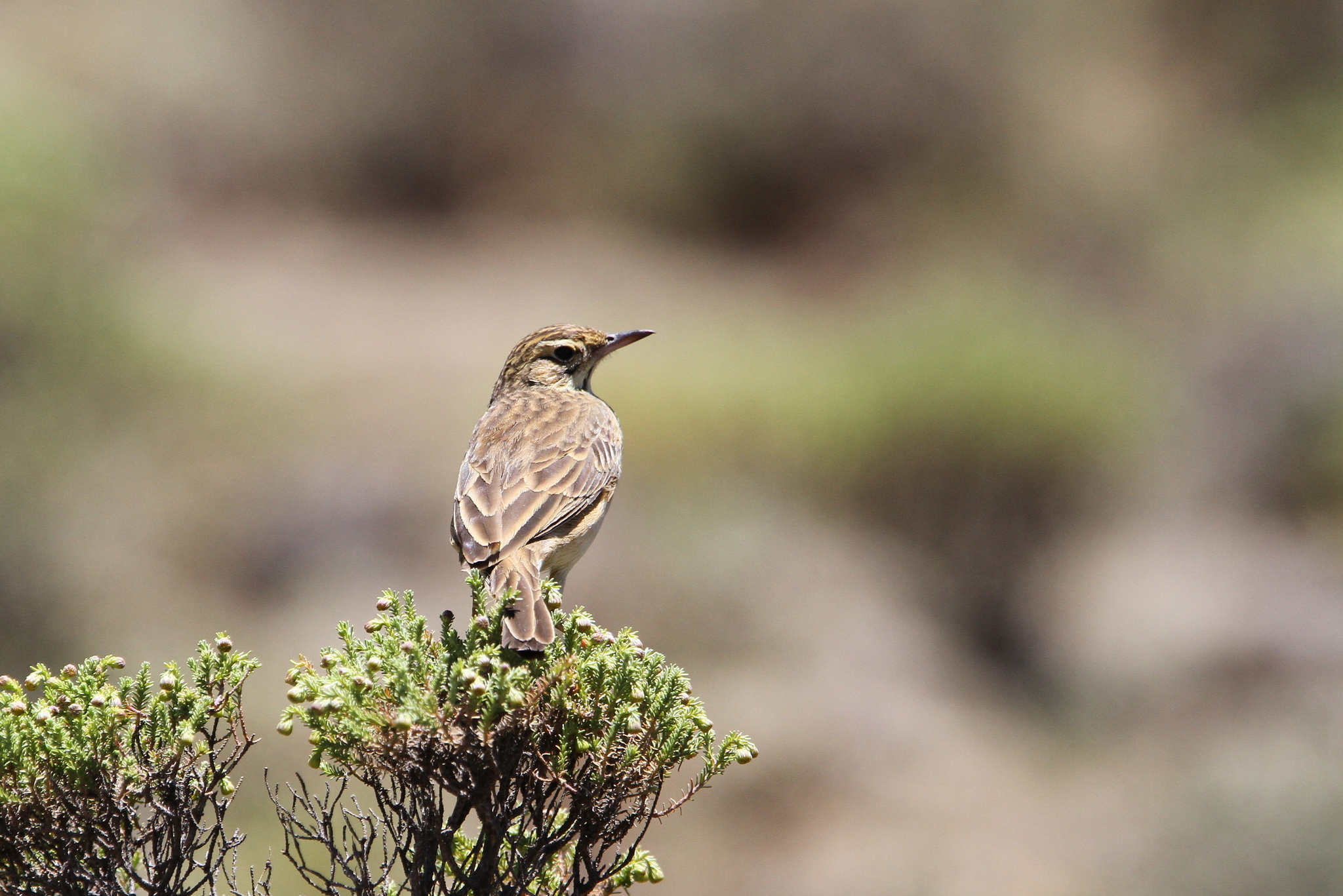 Mountain Pipit illustration
