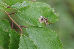 Stigmella plagicolella