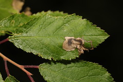 Stigmella plagicolella