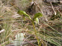 Pterostylis tenuis