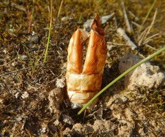 Abantiades atripalpis