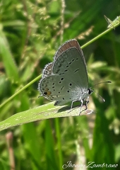 Cupido comyntas texana