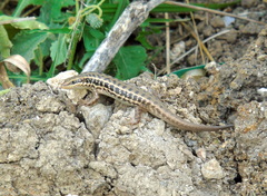 Heremites auratus