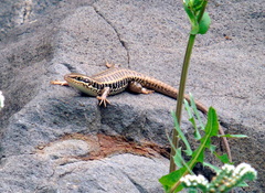 Heremites auratus