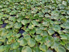 Nymphaea mexicana