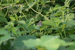 Ypthima motschulskyi