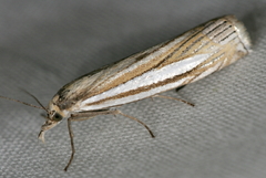Crambus laqueatellus