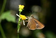 Caltoris cahira austeni