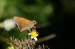 Caltoris cahira austeni