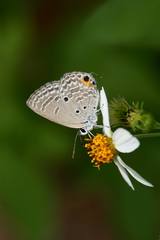 Luthrodes pandava peripatria