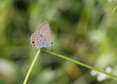 Luthrodes pandava peripatria