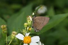 Rapala varuna formosana