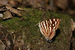 Dodona formosana