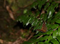 Dodona formosana
