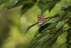 Dodona formosana
