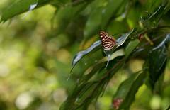 Dodona formosana