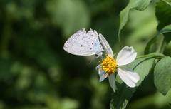 Celastrina lavendularis himilcon