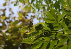 Dodona formosana