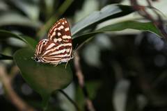 Dodona formosana