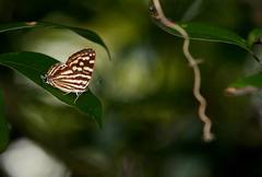 Dodona formosana
