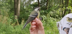 Parus major major